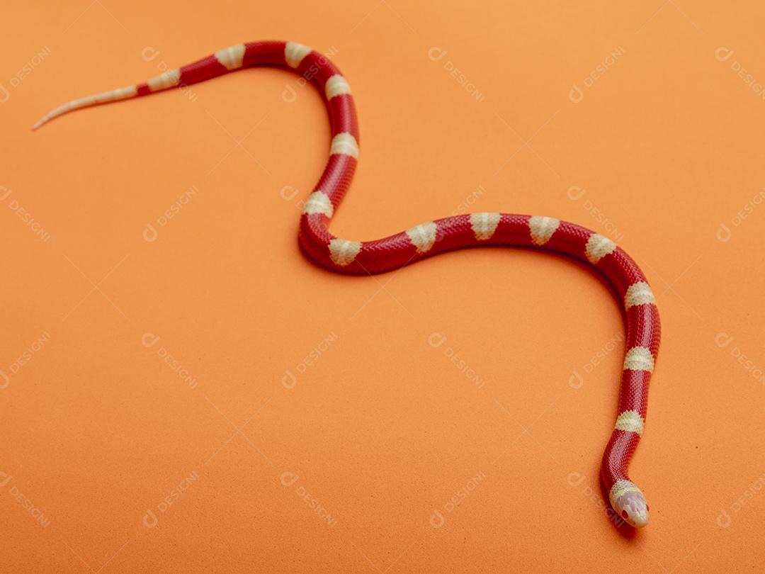 Lampropeltis triangulum comumente conhecido como a cobra do leite Imagem JPG