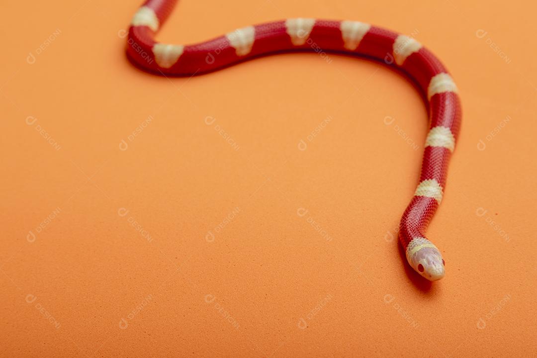 Lampropeltis triangulum comumente conhecido como a cobra do leite Imagem JPG