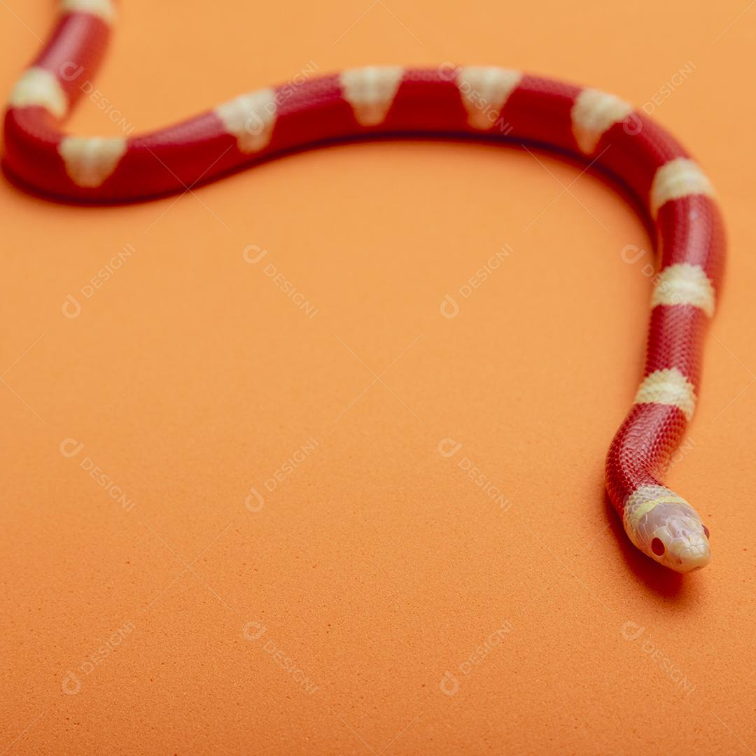 Lampropeltis triangulum comumente conhecido como a cobra do leite Imagem JPG