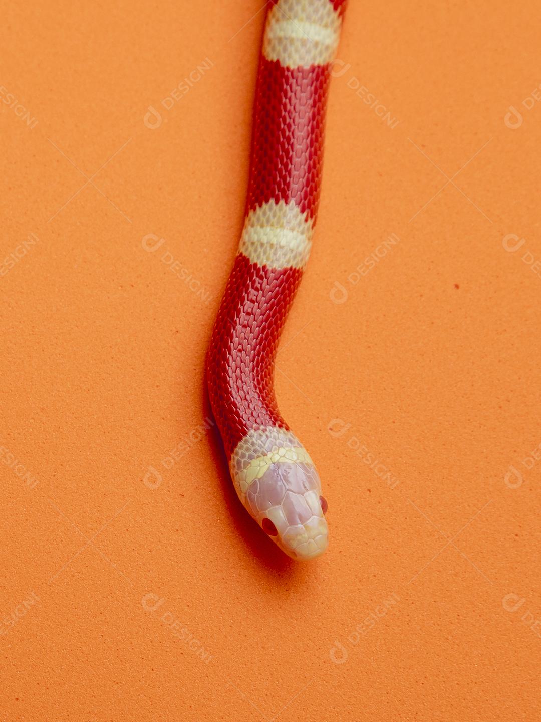 Lampropeltis triangulum comumente conhecido como a cobra do leite Imagem JPG