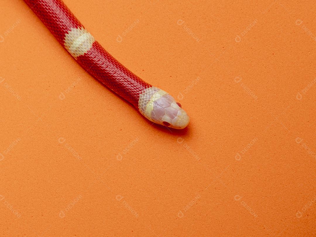 Lampropeltis triangulum comumente conhecido como a cobra do leite Imagem JPG