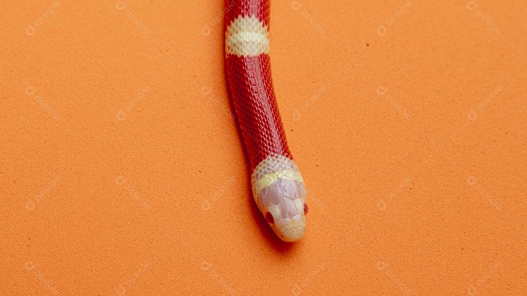 Lampropeltis triangulum comumente conhecido como a cobra do leite Imagem JPG