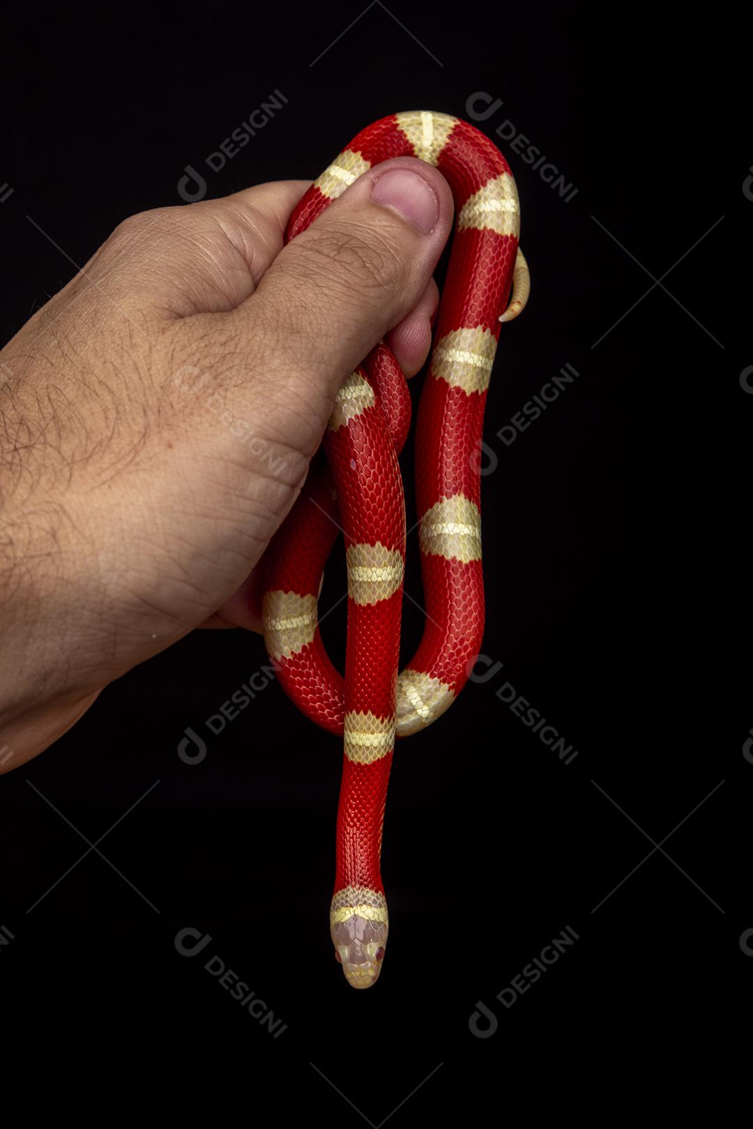 Lampropeltis triangulum comumente conhecido como a cobra do leite Imagem JPG