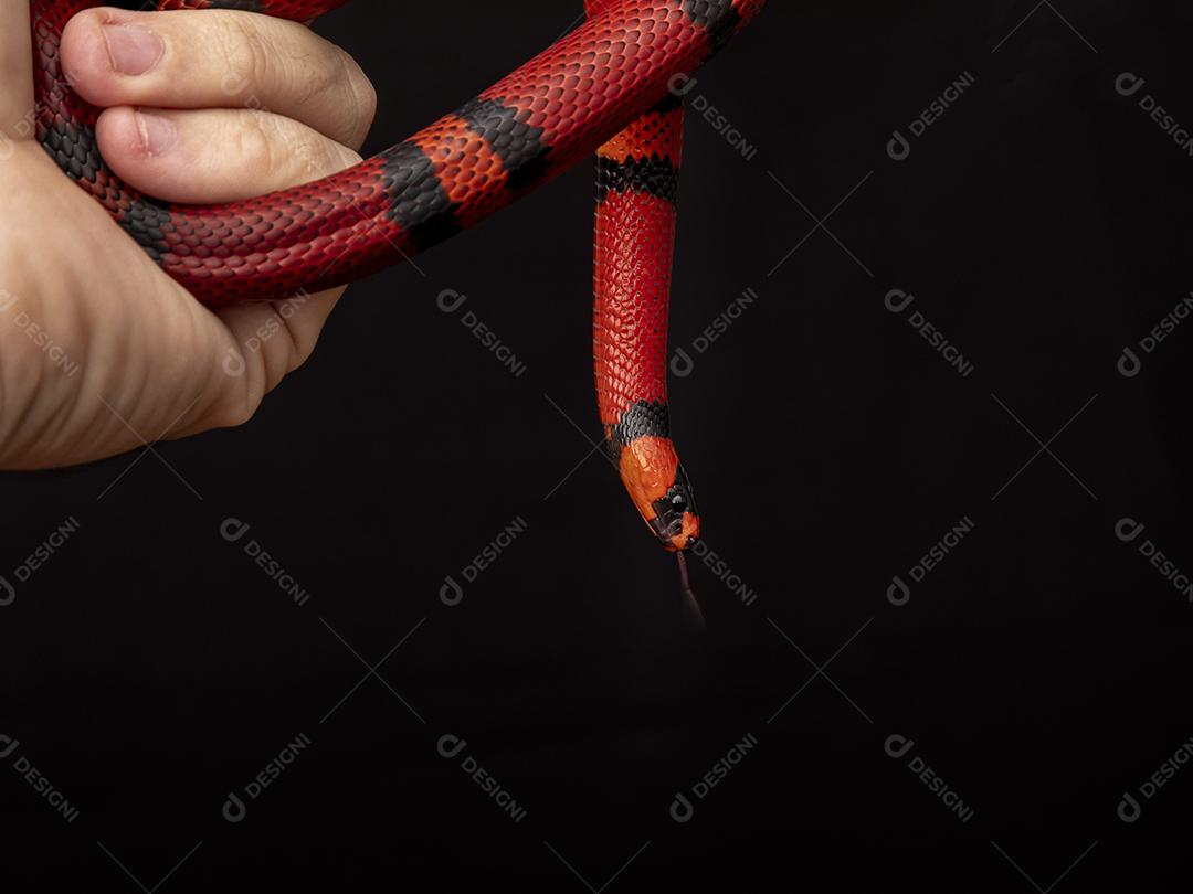 Lampropeltis triangulum comumente conhecido como a cobra do leite Imagem JPG