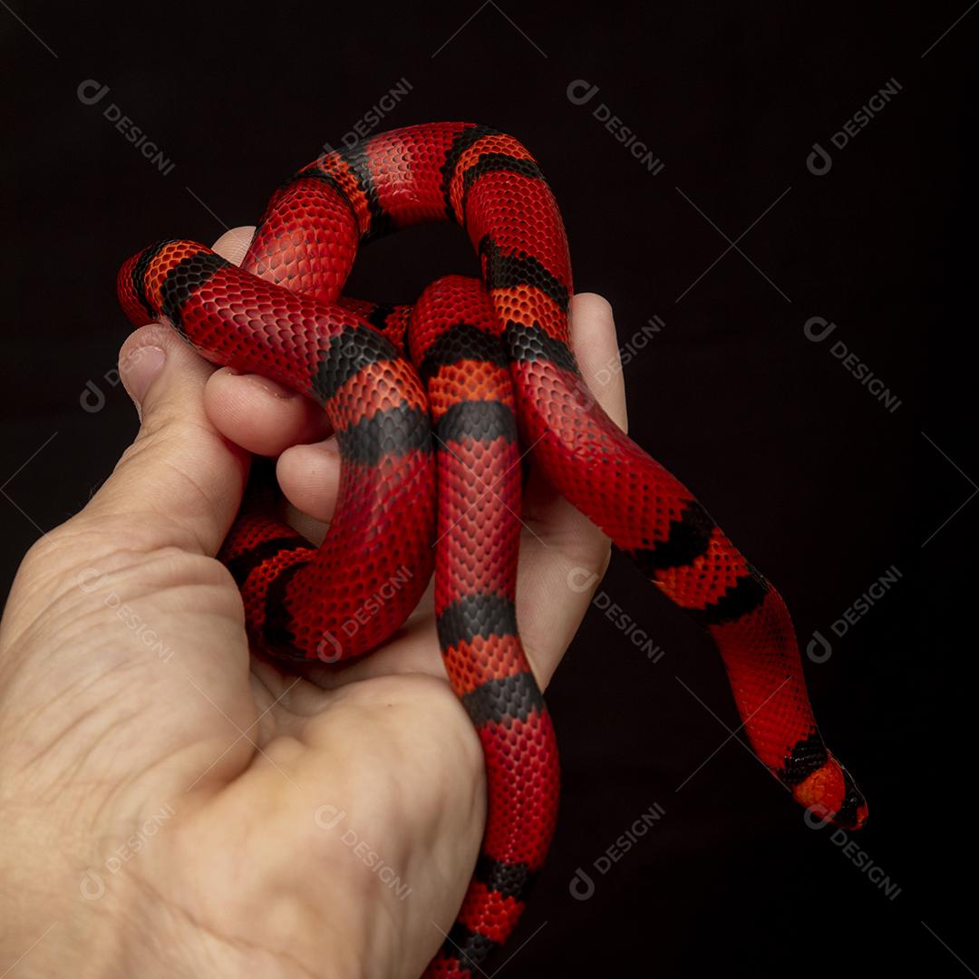 Lampropeltis triangulum comumente conhecido como a cobra do leite Imagem JPG