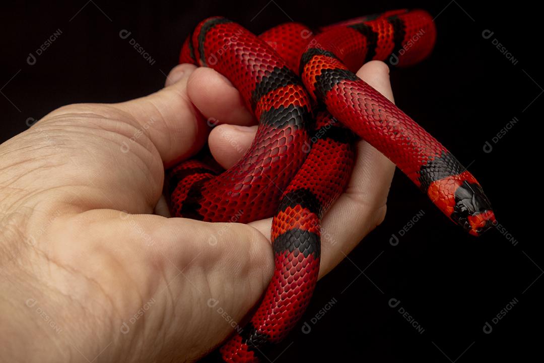 Lampropeltis triangulum comumente conhecido como a cobra do leite Imagem JPG