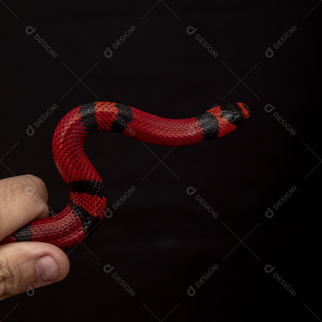 Lampropeltis triangulum comumente conhecido como a cobra do leite Imagem JPG