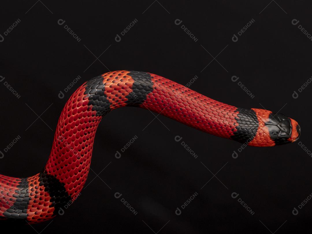 Lampropeltis triangulum comumente conhecido como a cobra do leite Imagem JPG