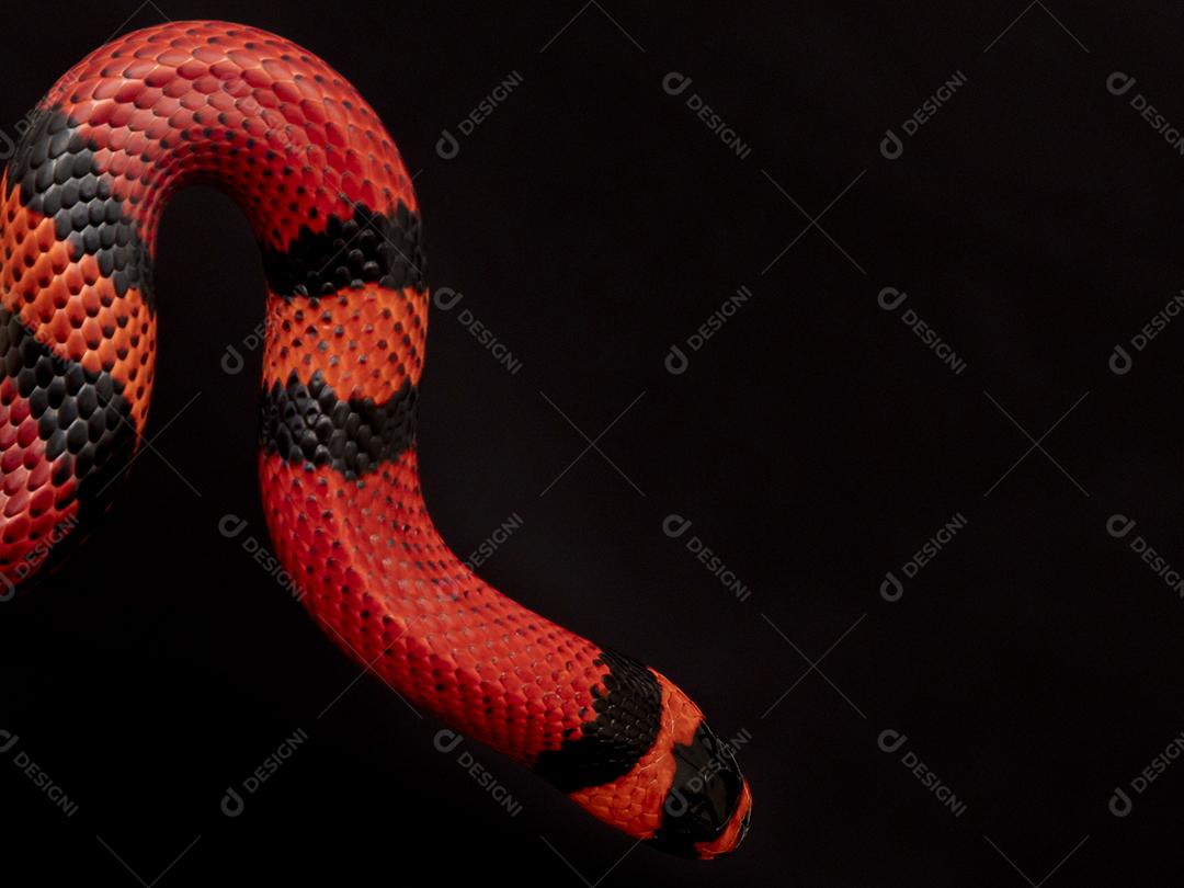 Lampropeltis triangulum comumente conhecido como a cobra do leite Imagem JPG