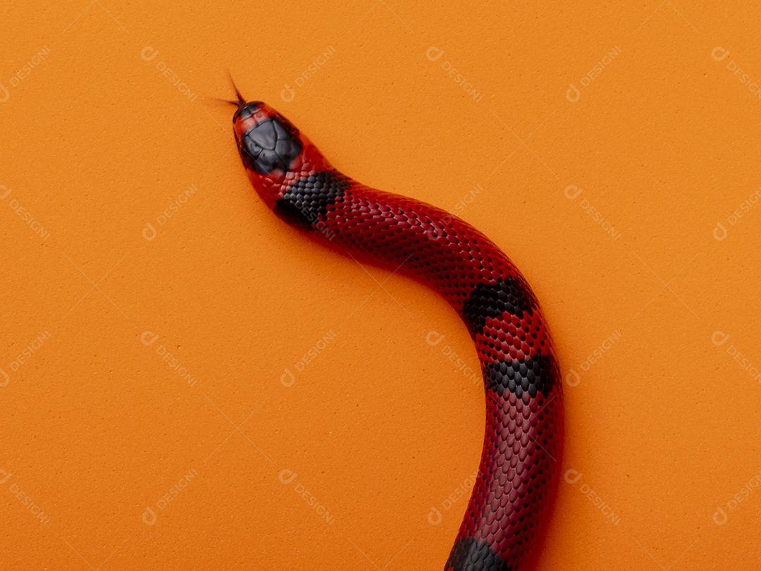 Lampropeltis triangulum comumente conhecido como a cobra do leite Imagem JPG