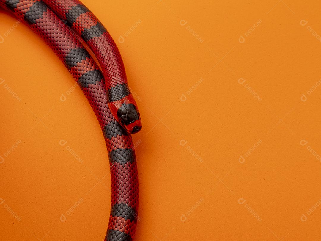 Lampropeltis triangulum comumente conhecido como a cobra do leite Imagem JPG