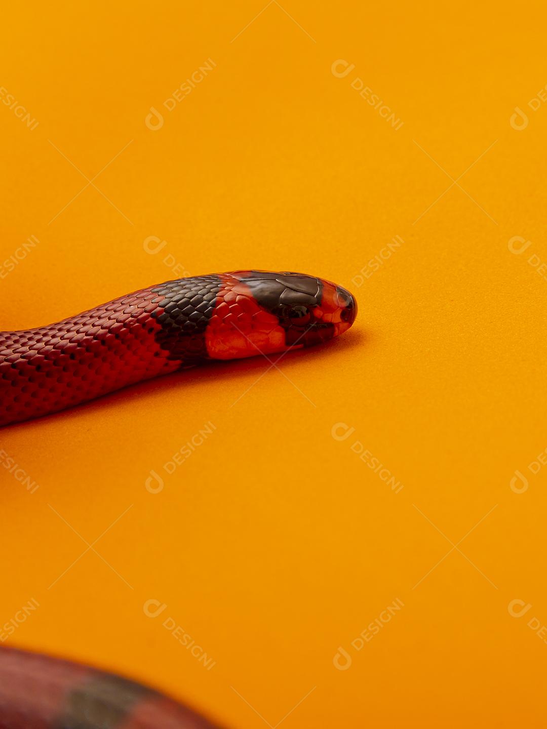 Lampropeltis triangulum comumente conhecido como a cobra do leite Imagem JPG