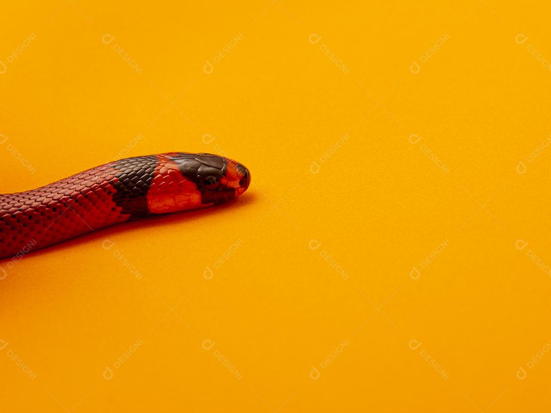 Lampropeltis triangulum comumente conhecido como a cobra do leite Imagem JPG