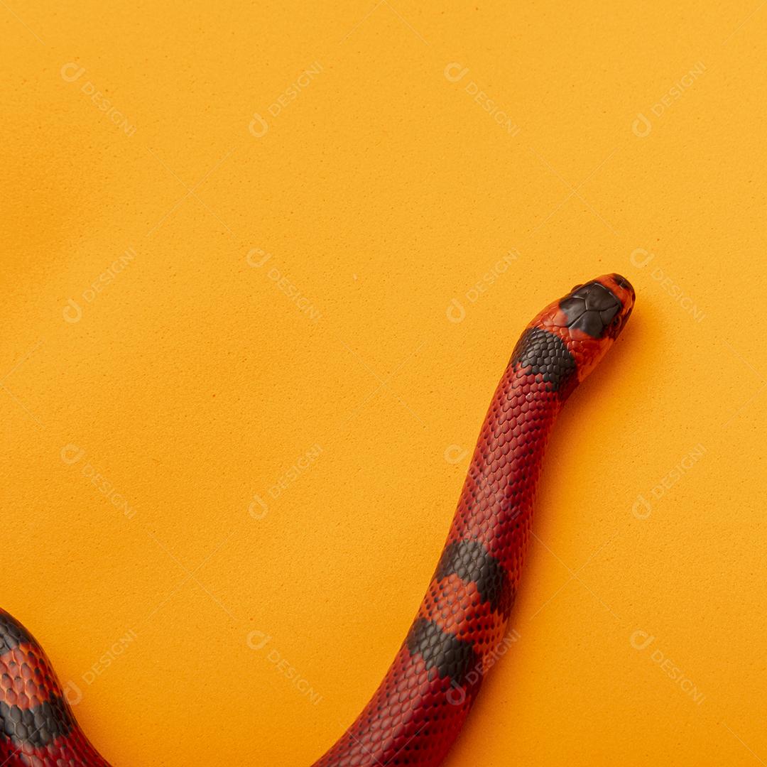Lampropeltis triangulum comumente conhecido como a cobra do leite Imagem JPG
