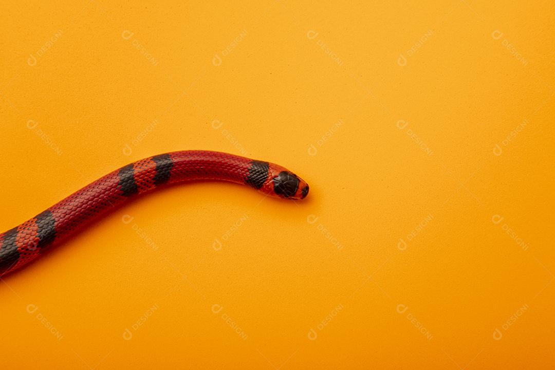 Lampropeltis triangulum comumente conhecido como a cobra do leite Imagem JPG