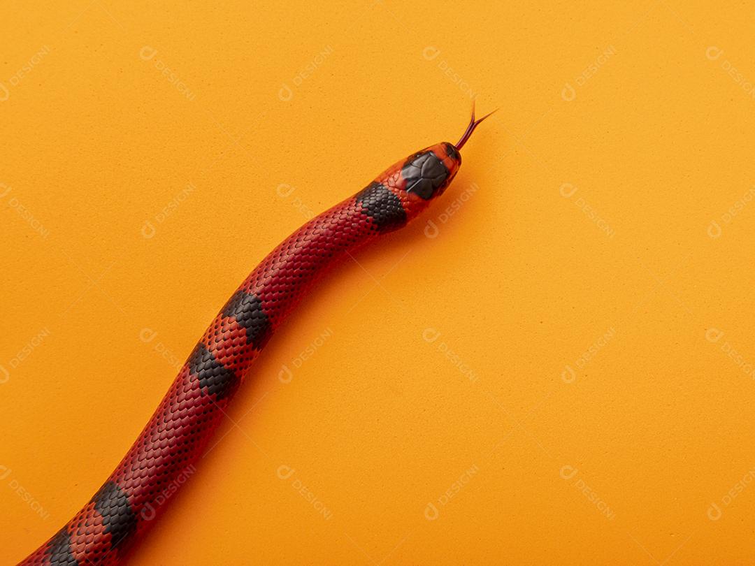 Lampropeltis triangulum comumente conhecido como a cobra do leite Imagem JPG