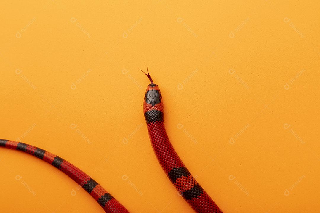 Lampropeltis triangulum comumente conhecido como a cobra do leite Imagem JPG