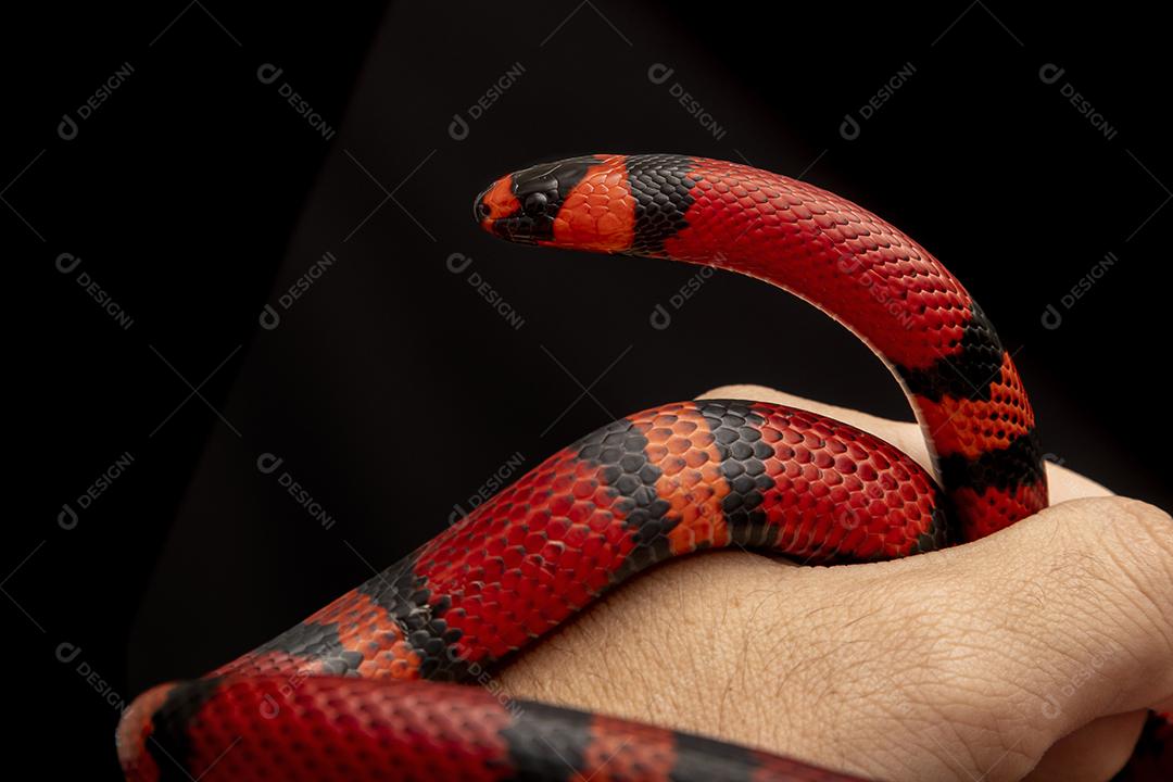 Lampropeltis triangulum comumente conhecido como a cobra do leite Imagem JPG