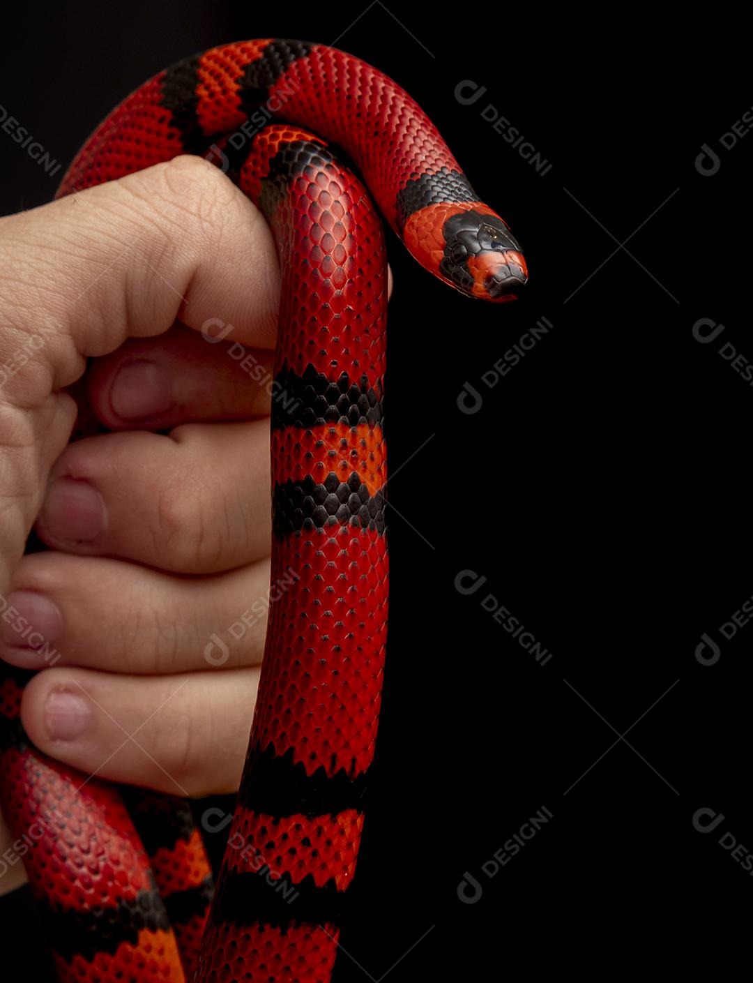 Lampropeltis triangulum comumente conhecido como a cobra do leite Imagem JPG