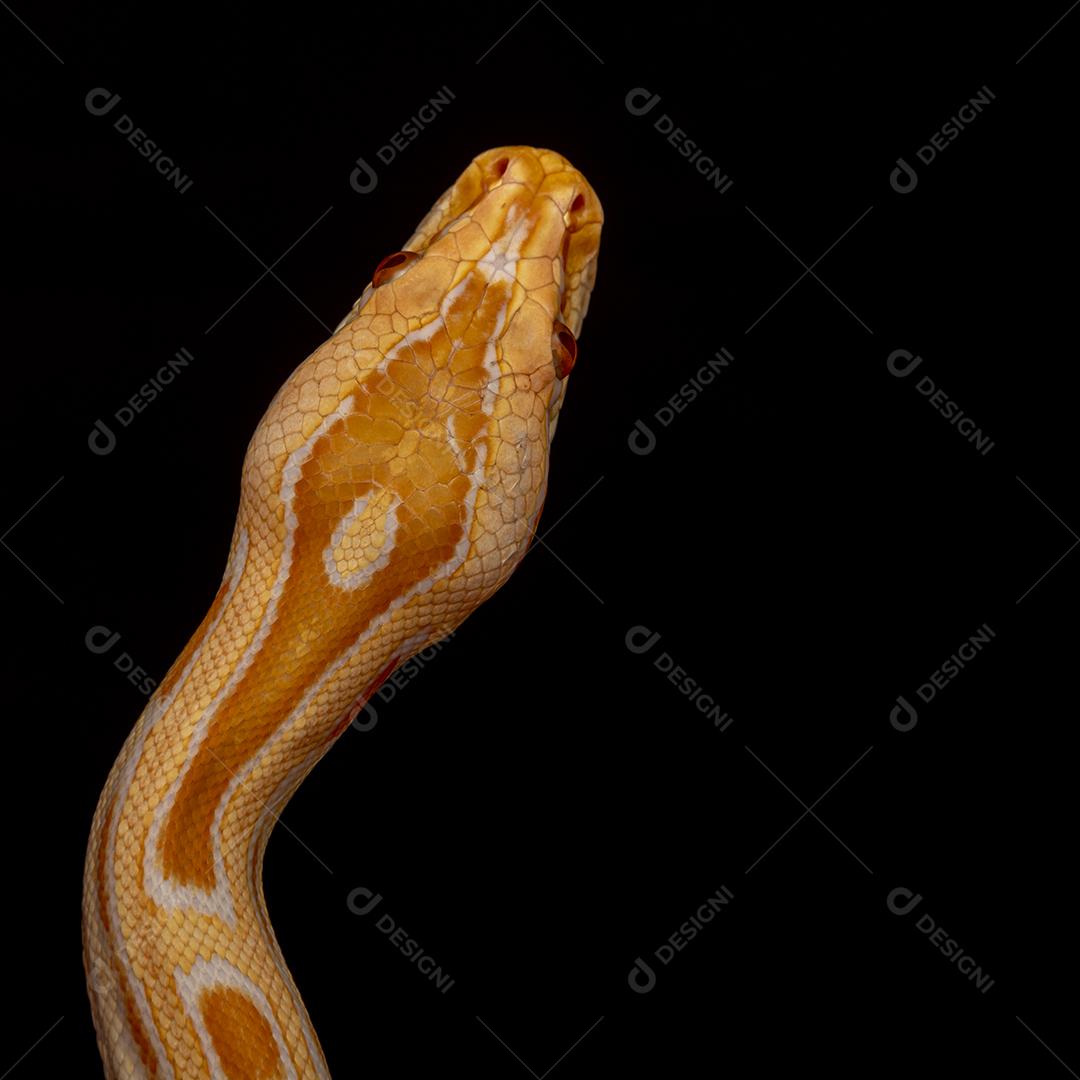 Cobra Ouro Python Imagem JPG