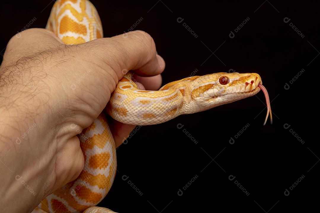 Cobra Ouro Python Imagem JPG