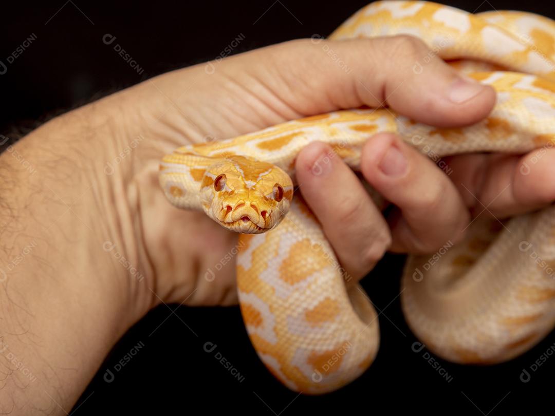 Cobra Ouro Python Na Mão Imagem JPG