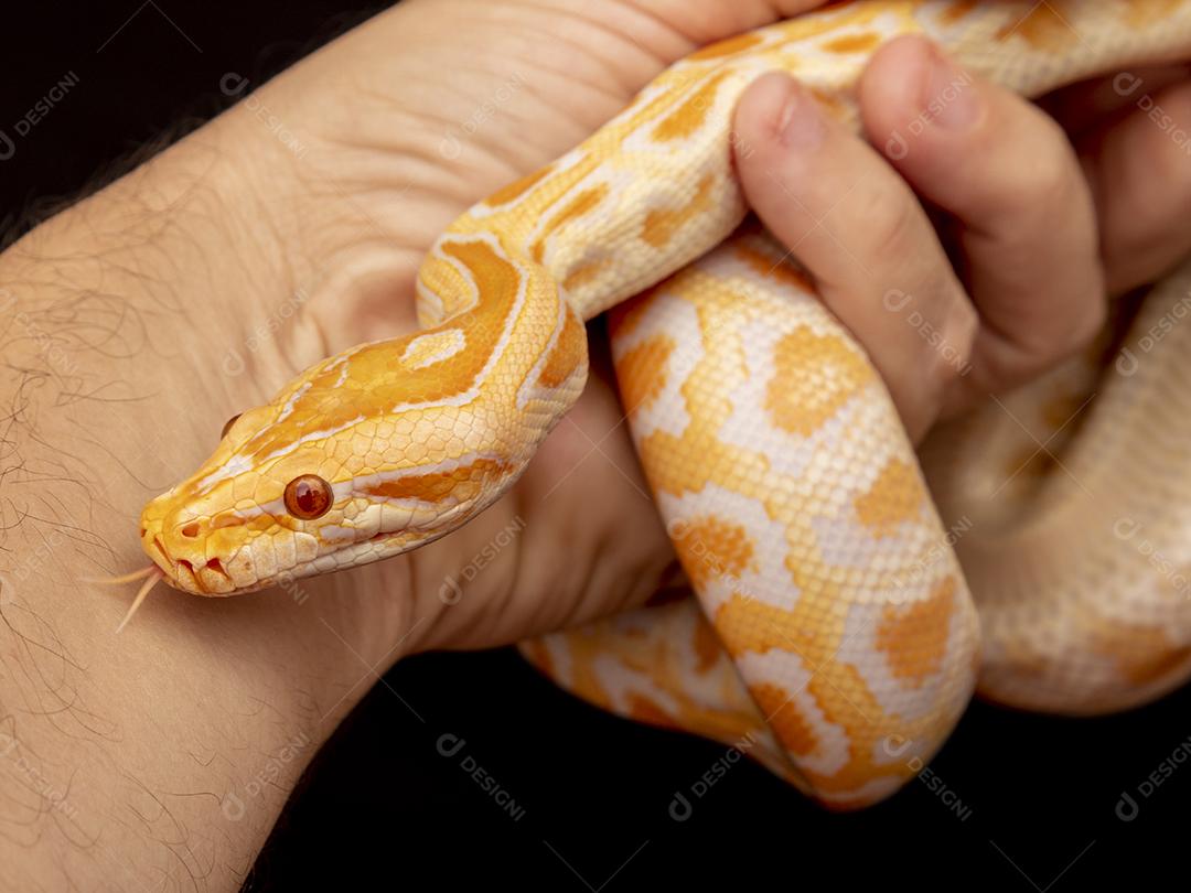 Cobra Ouro Python Na Mão Imagem JPG