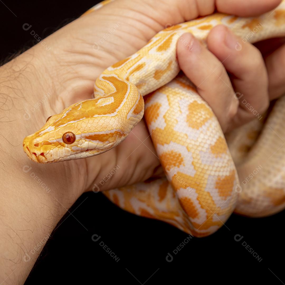 Cobra Ouro Python Na Mão Imagem JPG