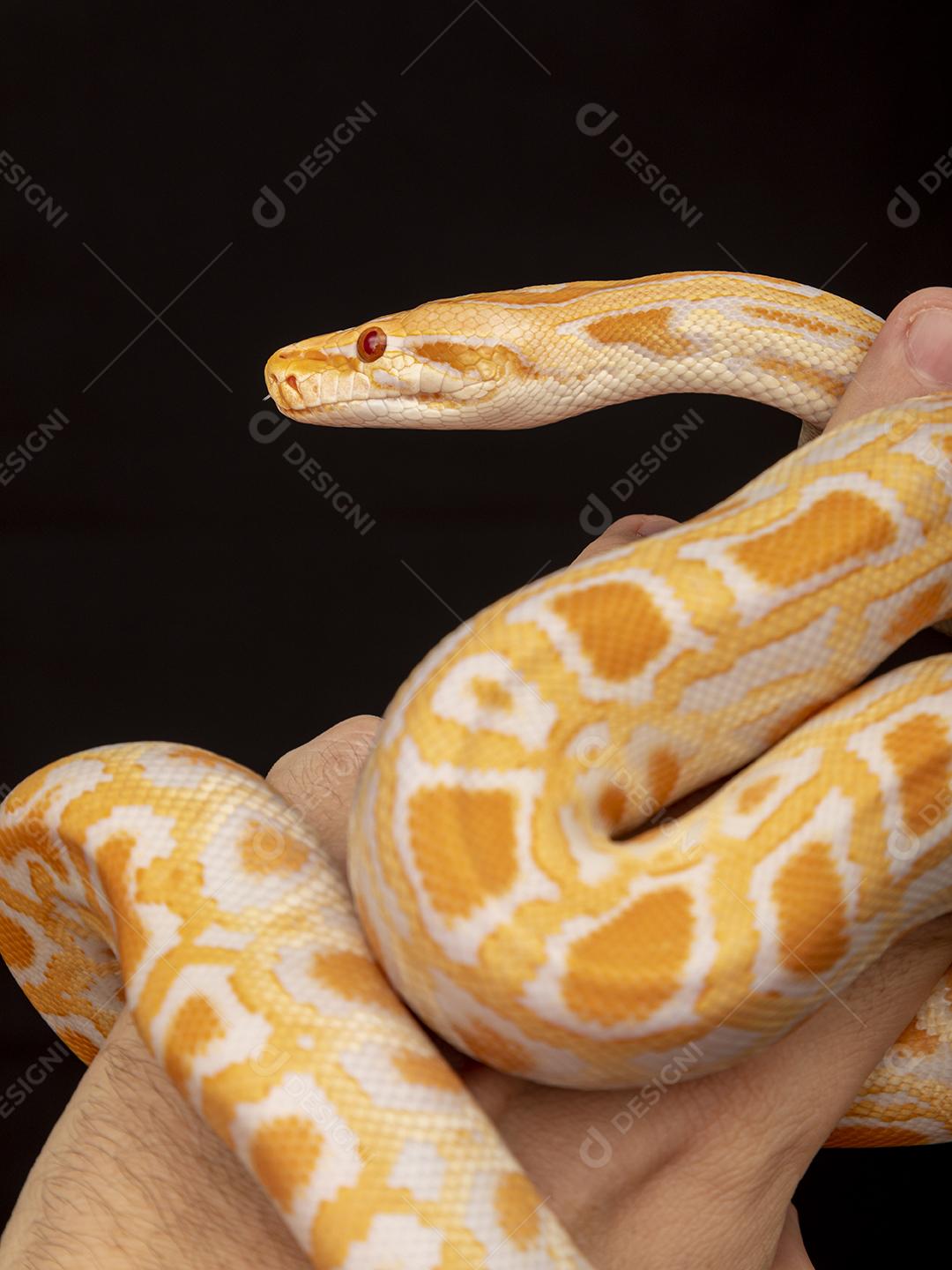 Cobra Ouro Python Na Mão Imagem JPG