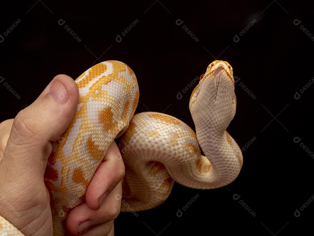 Cobra Ouro Python Imagem JPG