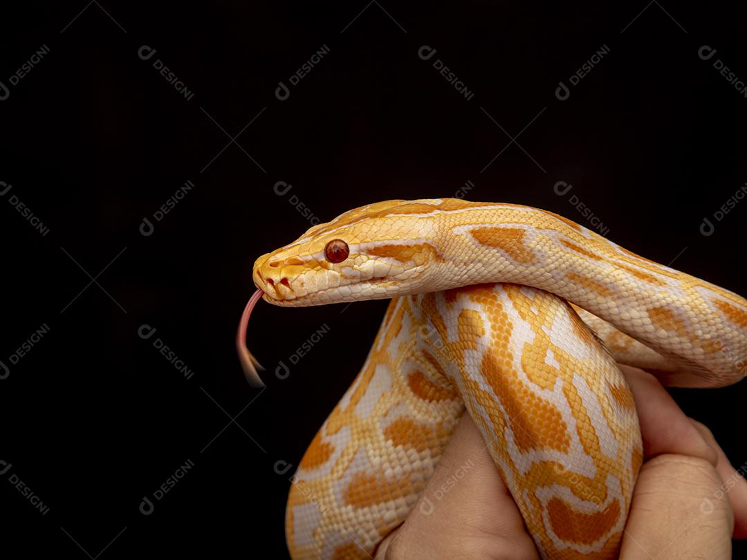 Cobra Ouro Python Na Mão Imagem JPG