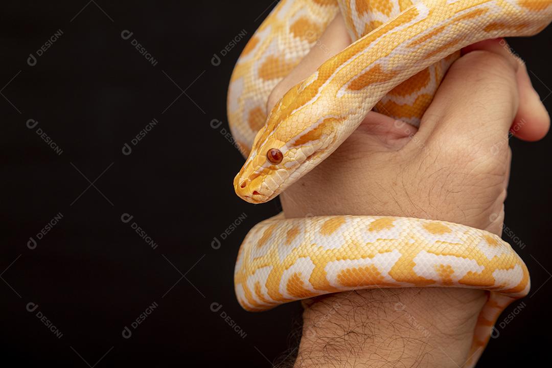 Cobra Ouro Python Imagem JPG
