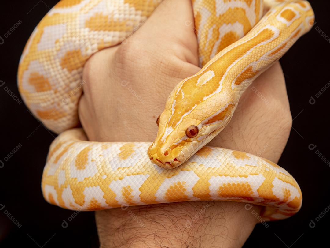 Cobra Ouro Python Imagem JPG