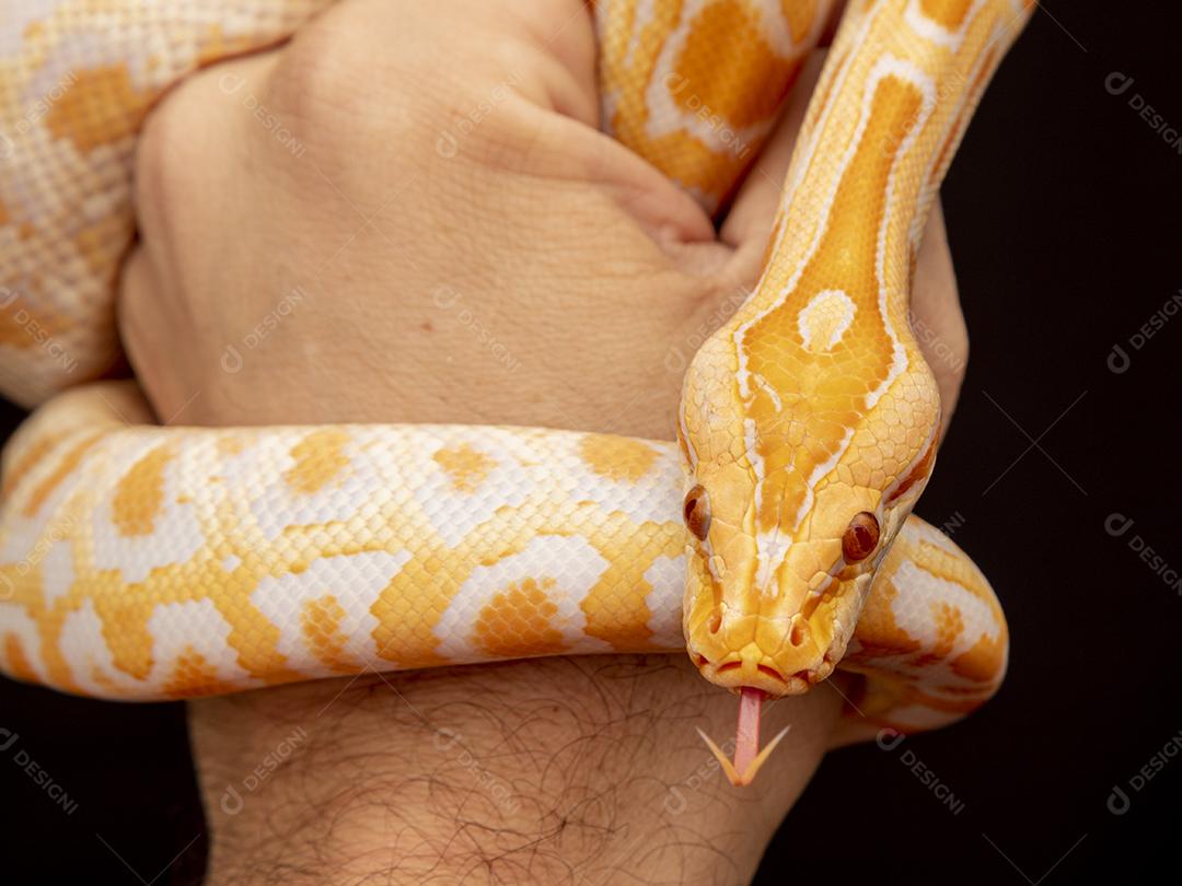 Cobra Ouro Python Na Mão Imagem JPG