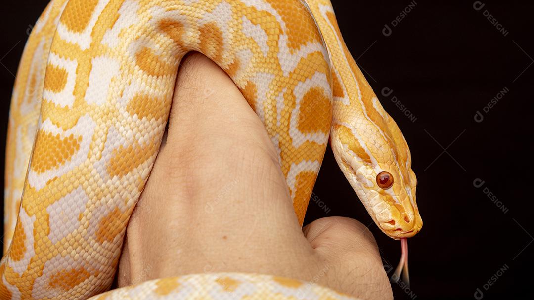 Cobra Ouro Python Imagem JPG