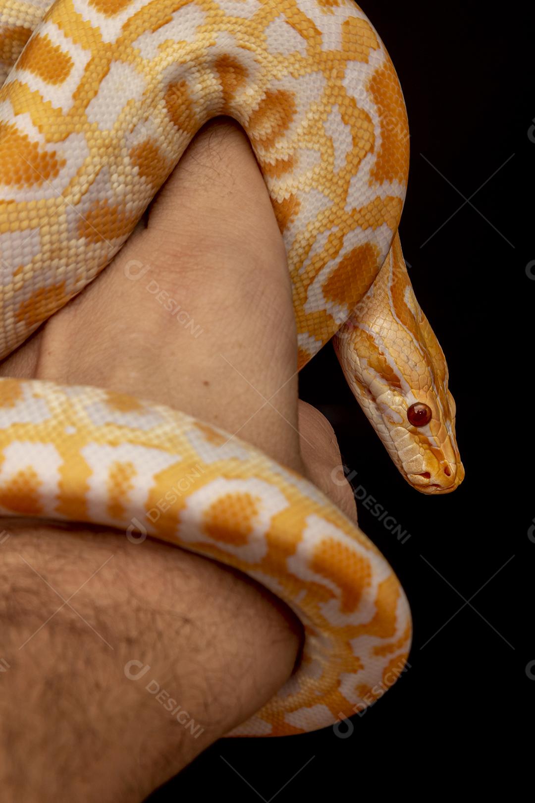 Cobra Ouro Python Na Mão Imagem JPG