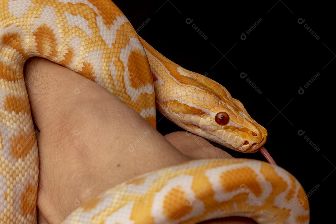Cobra Ouro Python Na Mão Imagem JPG