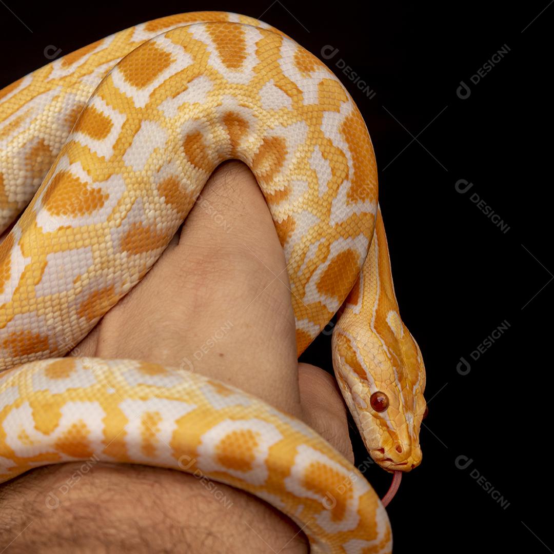 Cobra Ouro Python Na Mão Imagem JPG