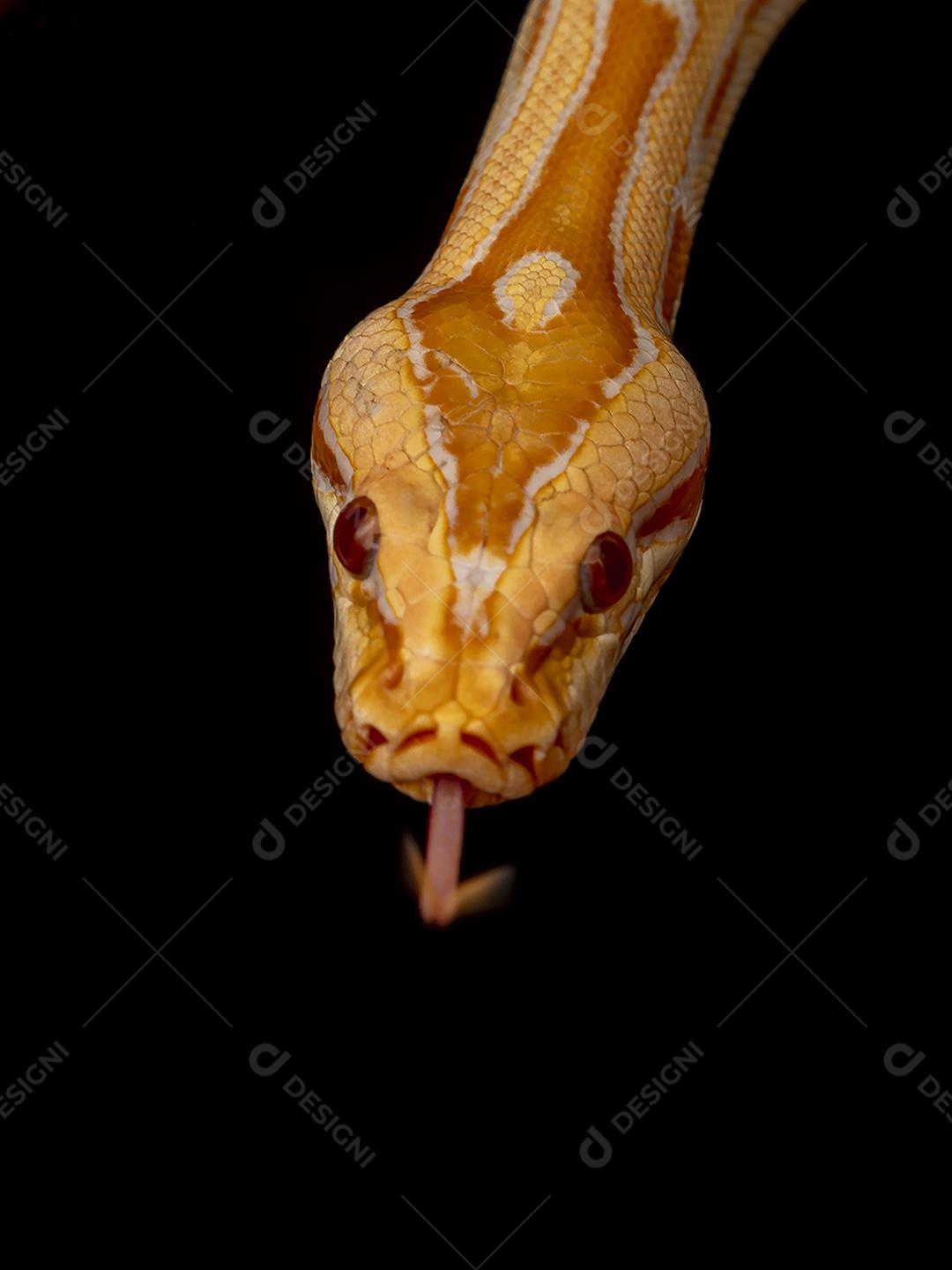 Cobra Ouro Python Imagem JPG