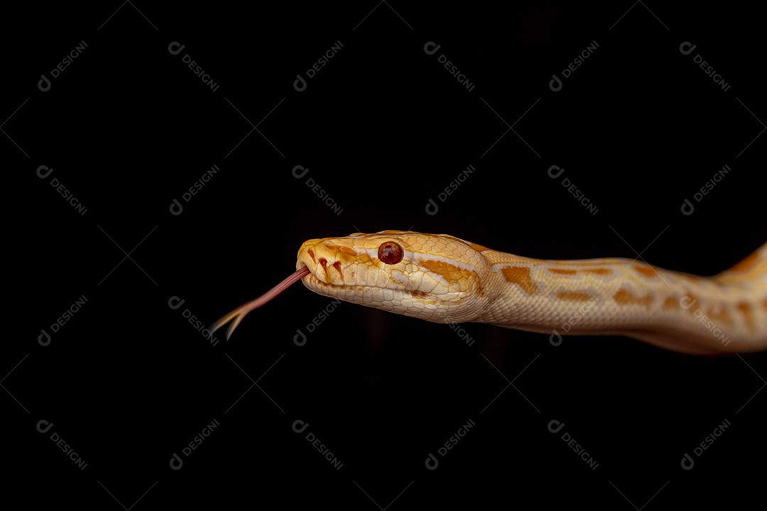 Cobra Ouro Python Imagem JPG