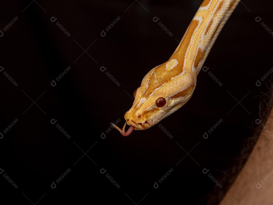 Cobra Ouro Python Na Mão Imagem JPG