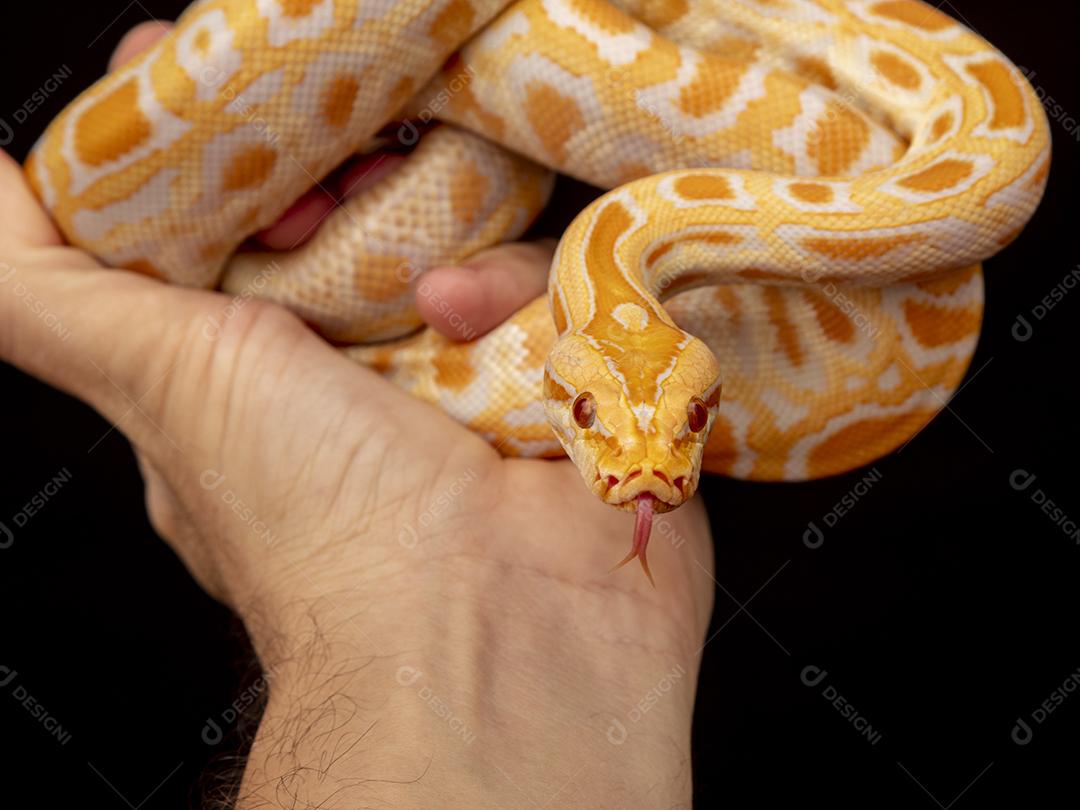 Cobra Ouro Python Na Mão Imagem JPG