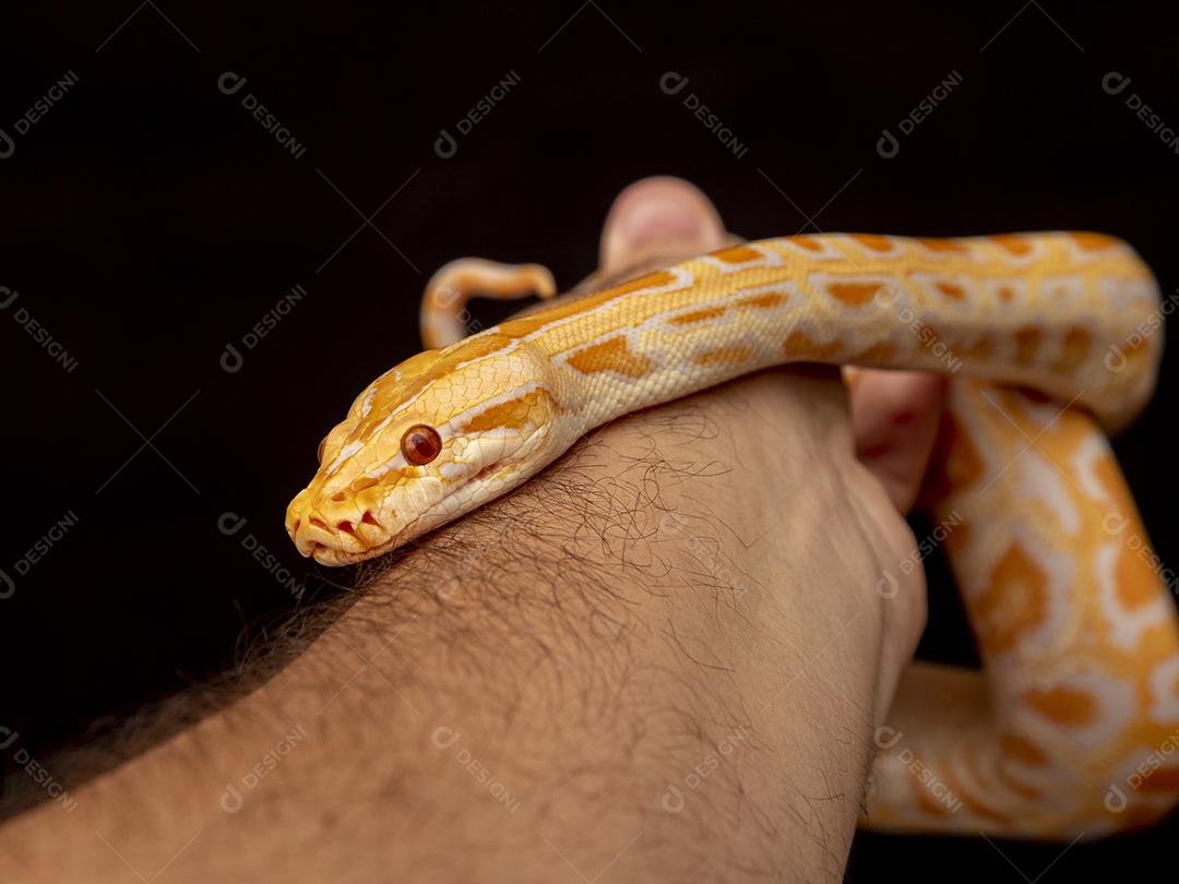 Cobra Ouro Python Na Mão Imagem JPG