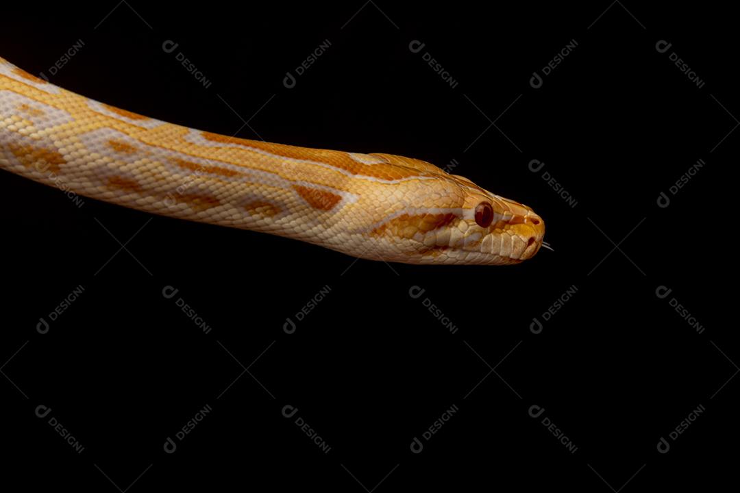 Cobra Ouro Python Imagem JPG