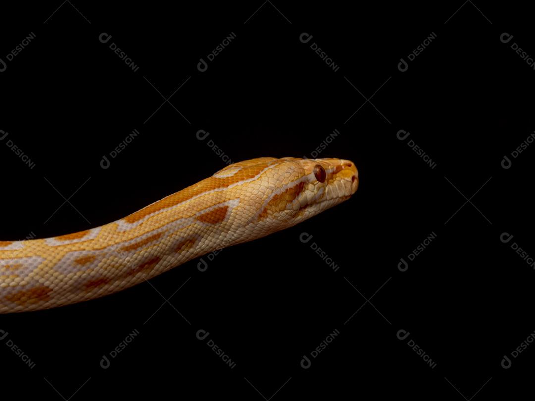 Cobra Ouro Python Imagem JPG