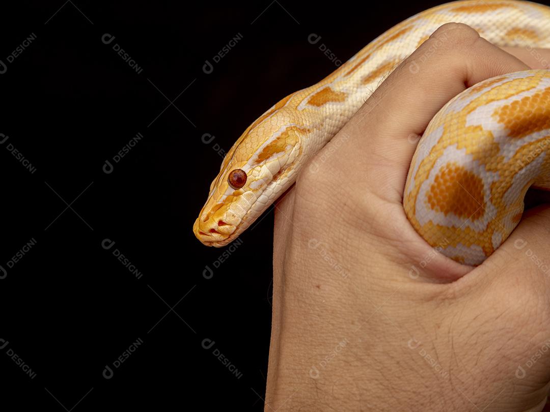 Cobra Ouro Python Na Mão Imagem JPG