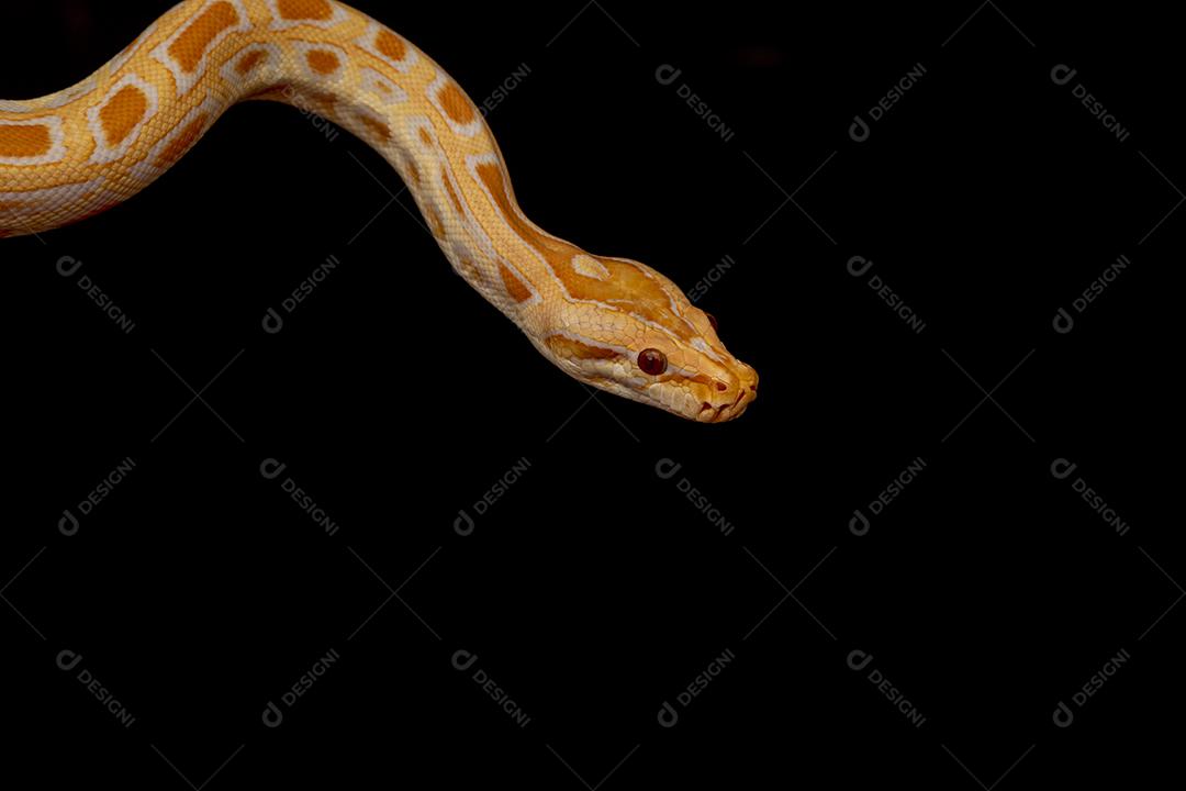 Cobra Ouro Python Fundo Laranja Imagem JPG