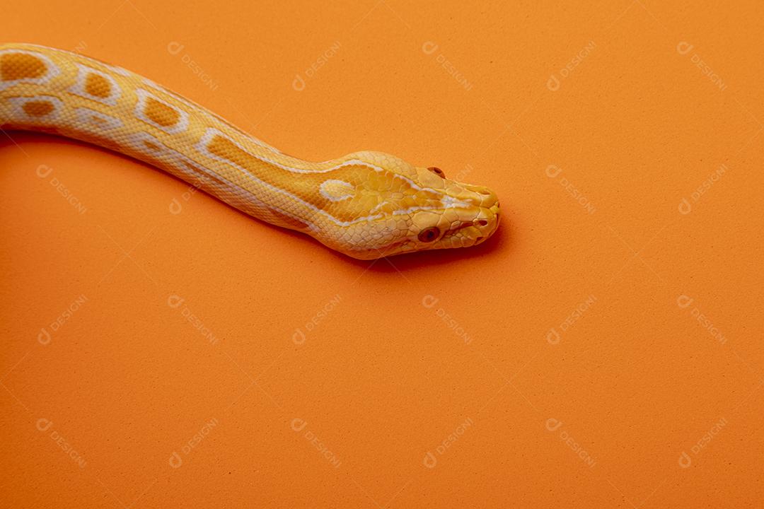 Cobra Ouro Python Imagem JPG