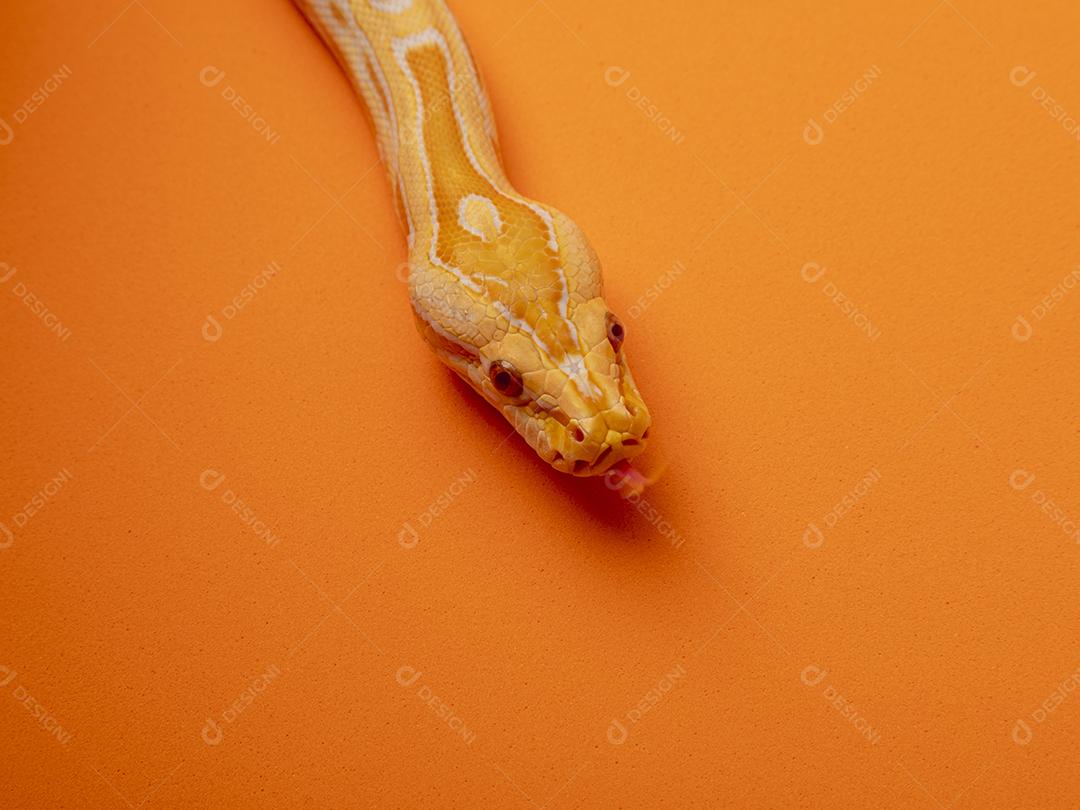 Cobra Ouro Python Imagem JPG