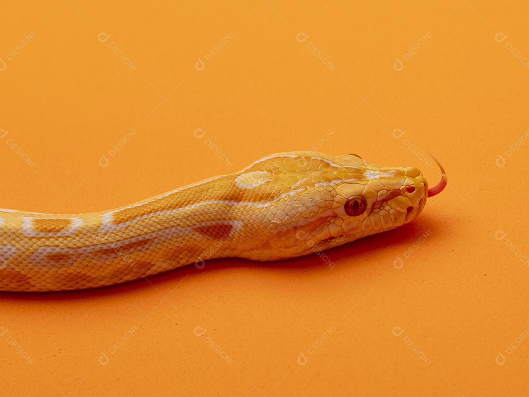 Cobra Ouro Python Fundo Laranja Imagem JPG